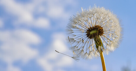 Beautiful fluffy dandelions and flying seeds against the blue sky on a sunny day. Dandelion seeds...
