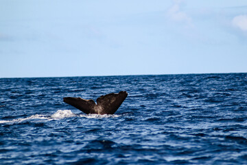 Fototapeta premium little whale