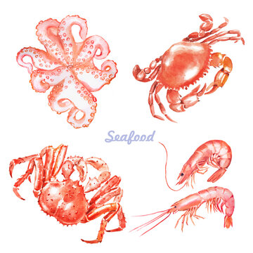 Seafood,  shrimps ,seafood illustration , crustacean , octopus, shrimp, watercolor crab , crabs , crustaceans, seafood , crawfish, watercolor, food illustrations
