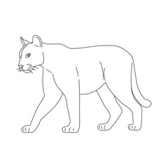 Doodle of Puma. Hand drawn vector illustration.