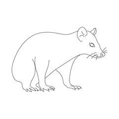 Doodle of Possum. Hand drawn vector illustration.