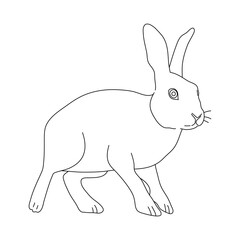 Fototapeta na wymiar Sketch of Rabbit drawn by hand. Vector hand drawn illustration.
