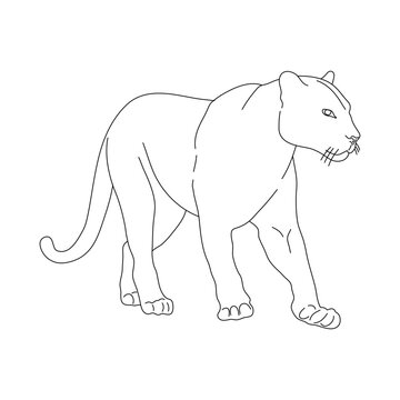 Doodle of Panther. Hand drawn vector illustration.
