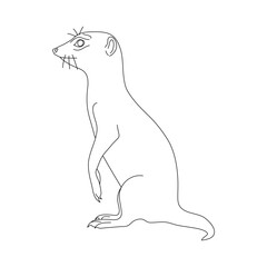 Doodle of Meerkat. Hand drawn vector illustration.