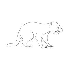 Doodle of Mongoose. Hand drawn vector illustration.