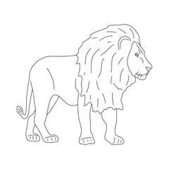 Doodle of Lion. Hand drawn vector illustration.