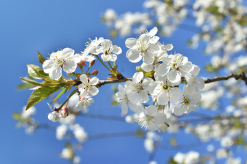 Closeup of branch with spring blossoms on blue sky
