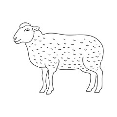 Hand drawn sheep. Farm animal. Vector illustration.