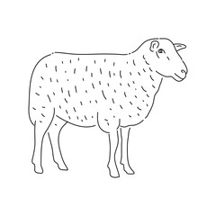 Sheep sketch style. Hand drawn illustration.