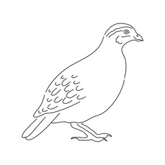 Common quail bird. Hand drawn vector.