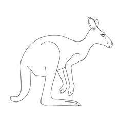 Sketch of Kangaroo. Hand drawn vector illustration.