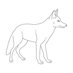 Jackal in line art drawing style. Vector illustration.