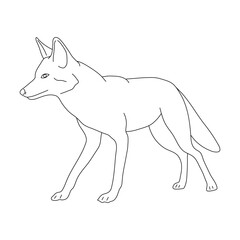 Sketch of Jackal. Hand drawn vector illustration.