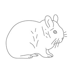 Sketch of Chinchilla drawn by hand. Vector hand drawn illustration.