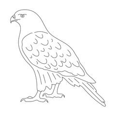 Hawk in line art drawing style. Vector illustration.
