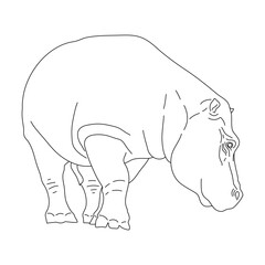 Hippopotamus in line art drawing style. Vector illustration.