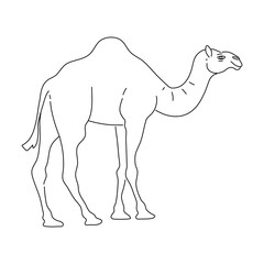 Sketch of Camel drawn by hand. Vector hand drawn illustration.