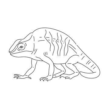 Doodle of Chameleon. Hand drawn vector illustration.