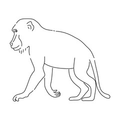 Sketch of Baboon drawn by hand. Vector hand drawn illustration.
