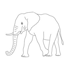 Sketch of Elephant. Hand drawn vector illustration.