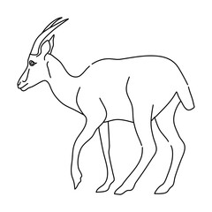 Doodle of Antelope. Hand drawn vector illustration.