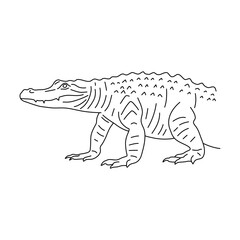 Fototapeta na wymiar Doodle of Alligator. Hand drawn vector illustration.