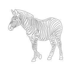 Doodle of Zebra. Hand drawn vector illustration.