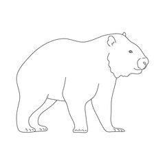 Doodle of Wombat. Hand drawn vector illustration.