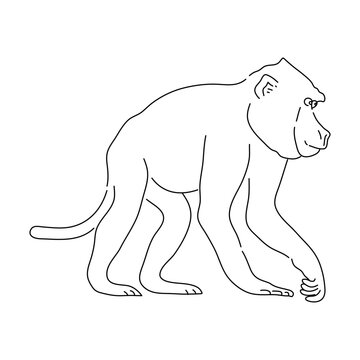 Doodle of Baboon. Hand drawn vector illustration.