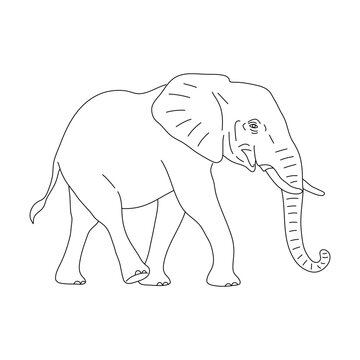 Elephant in line art drawing style. Vector illustration.