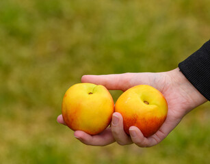 Dojrzałe nektarynki o pomarańczowo żółtym kolorze trzymane w ręce na tle zielonego trawnika 