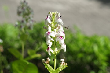 Pseuderanthemum is a genus of ornamental flowering plants that have a white color