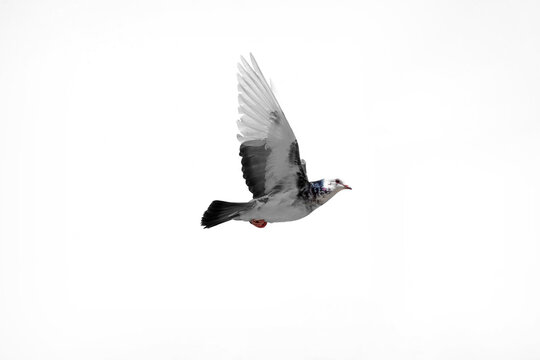 Flying pigeon on transparent background, wings up. Profile image