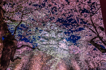 弘前公園の夜桜ライトアップ