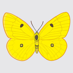 Fototapeta na wymiar High Resolutions Vector Butterfly Clipart Lineart Designs
