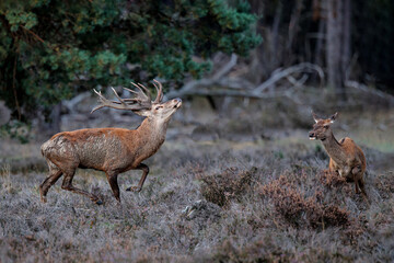 Red deer (Cervus elaphus) stag trying to impress the females in the rutting season  in the forest of National Park Hoge Veluwe in the Netherlands