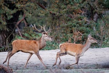 Red deer (Cervus elaphus) stag trying to impress the females in the rutting season  in the forest...