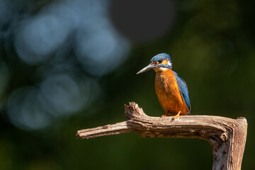 Obraz premium Common European Kingfisher (Alcedo atthis) sitting on a branch above a pool to catch a fish in the forest in the Netherlands with a green background 