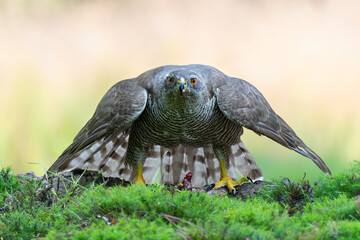 Northern goshawk (accipiter gentilis) protecting his food in the forest of Noord Brabant in the Netherlands
