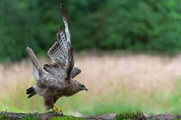 Common Buzzard (Buteo buteo) searching for food in the forest of Noord Brabant in the Netherlands.