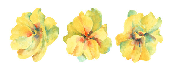 Primrose watercolor flower. Several yellow primrose buds on a white background