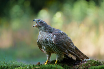 Northern goshawk (accipiter gentilis) protecting his food in the forest of Noord Brabant in the Netherlands