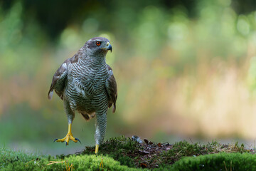 Northern goshawk (accipiter gentilis) protecting his food in the forest of Noord Brabant in the Netherlands