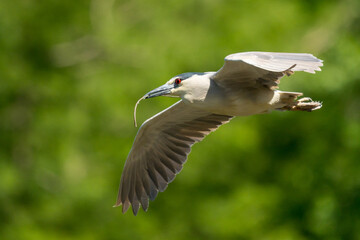 Black-Crowned Night Heron in Flight