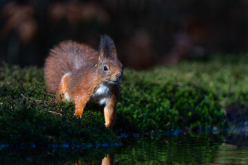 Eurasian red squirrel (Sciurus vulgaris) searching for food in the forest in the Netherlands. 
