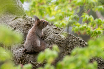 Fototapeta premium エゾリスの子供