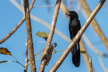 Groove-billed Ani - Crotophaga sulcirostris, special black cuckoo from Central and Latin America forests and woodlands, Cambutal, Panama.