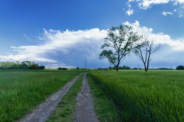 Fototapeta na wymiar Rural landscape in the North-East Rural Park of Milan, italy