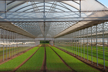 Rural landscape in the North-East Rural Park of Milan, italy