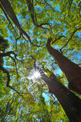 下から見上げた木々と青空と太陽の光条